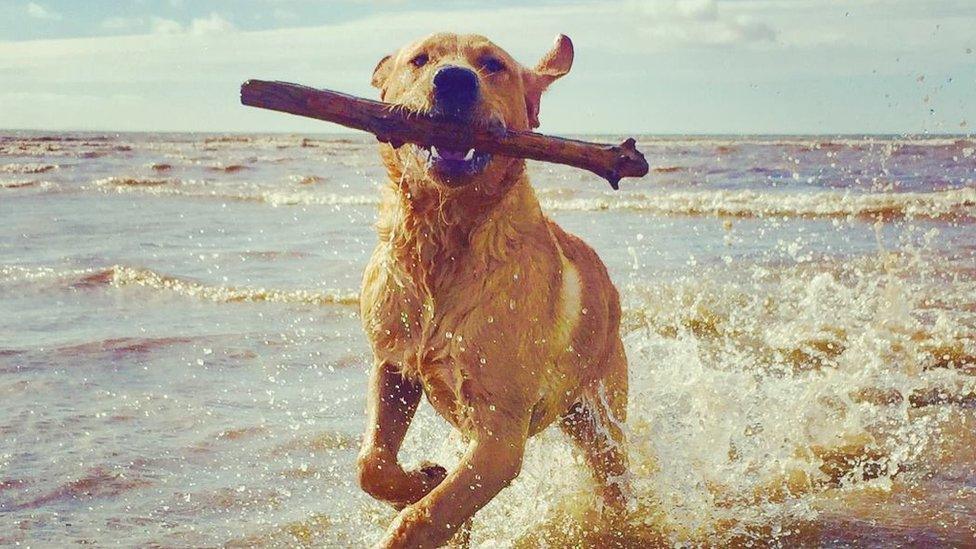 Teddy with a stick on Ogmore Beach