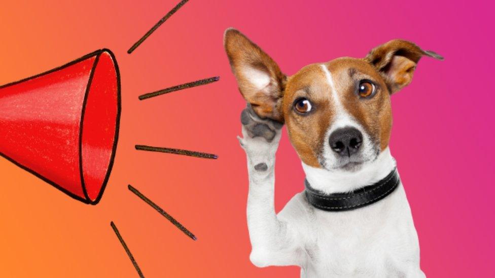 picture of a dog listening