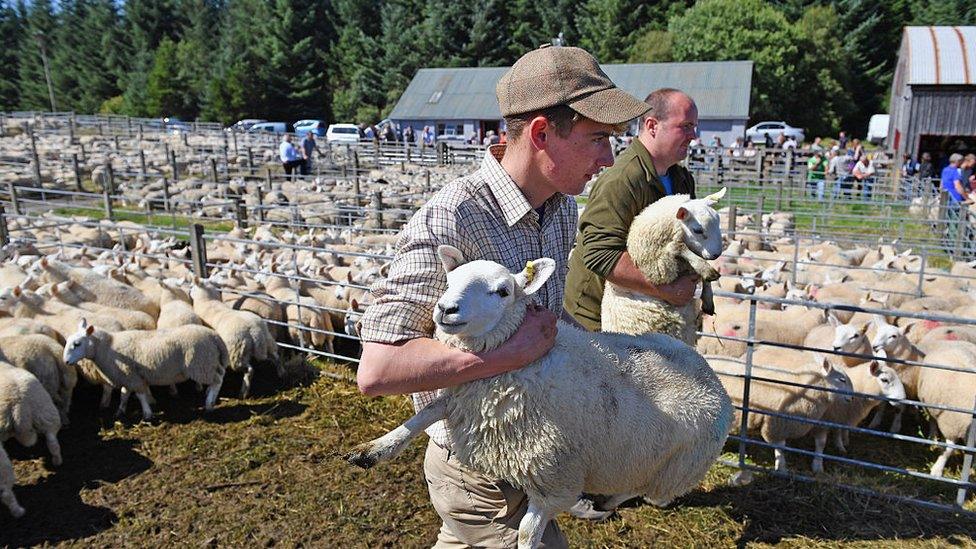 A farmer holds a sheep at the Lairg auction for the sale of lambs on 16 Aug 2016 in Lairg, Scotland