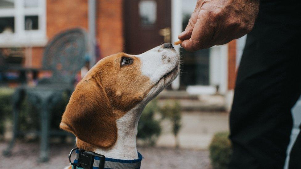 dog-being-given-a-treat.