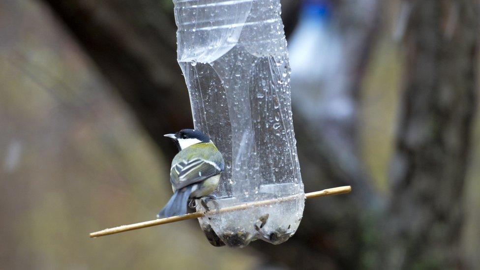 bird-and-plastic-bottle.