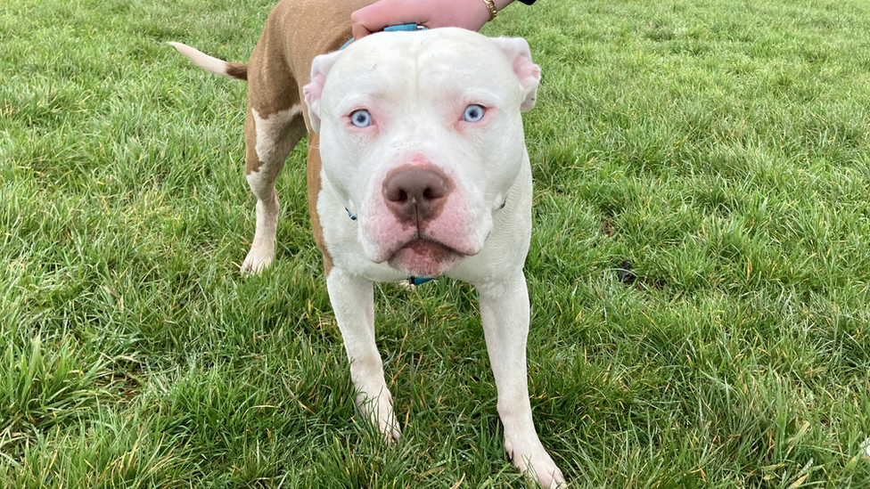 Quba - an XL bully - in a field in Newport