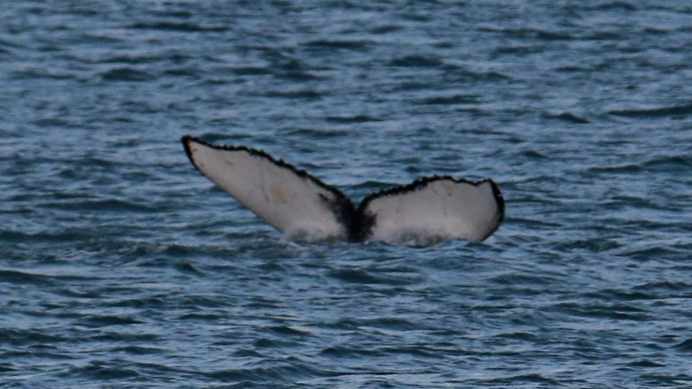 Humpback whale