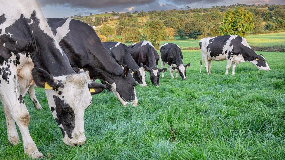 Cows in a field