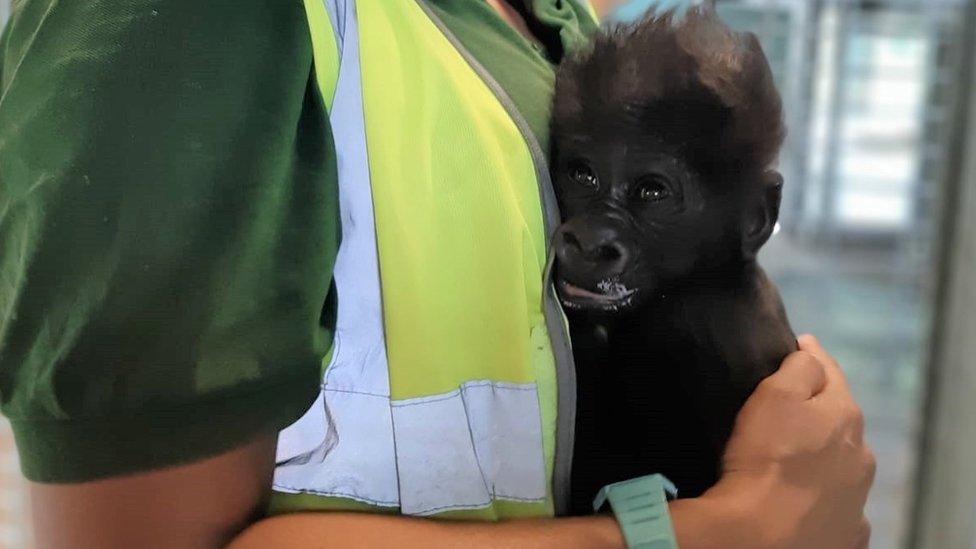 Baby male western lowland gorilla at Bristol Zoo