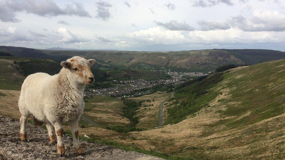 Sheep at Bwlch, Rhondda Cynon Taff, by Annette Green