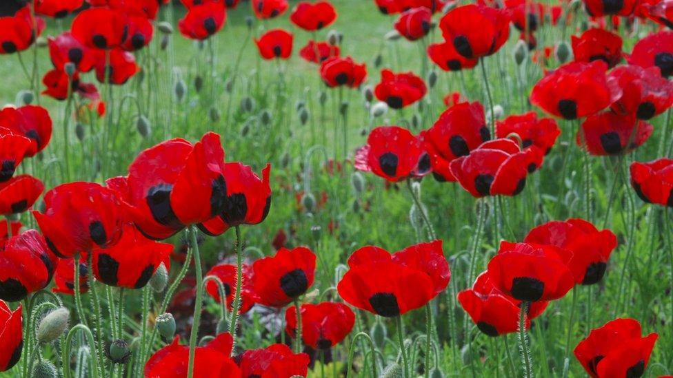 A close image of poppies growing at the Royal Botanic Gardens in London