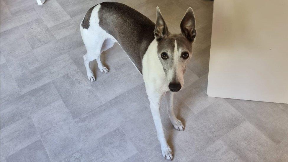 Arthur, a grey and white whippet