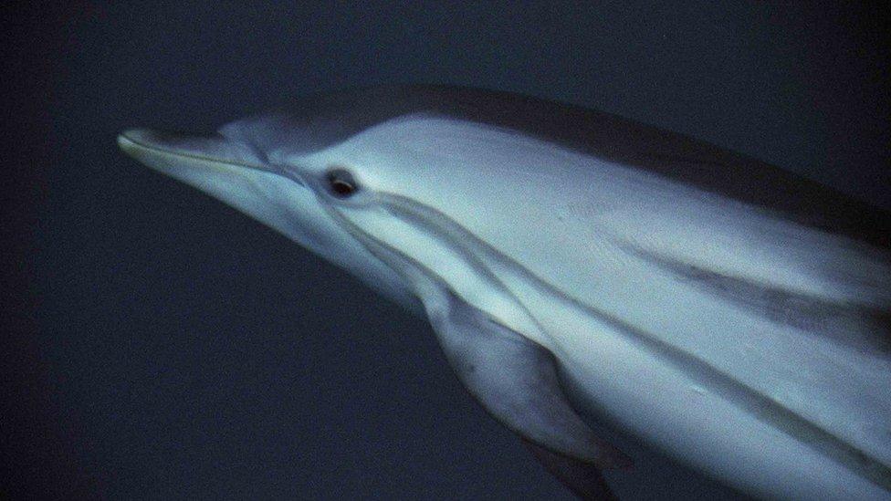 striped dolphin