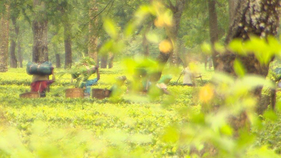 Tea estate workers in the fields