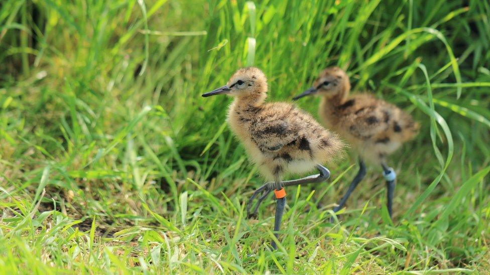 Two chicks