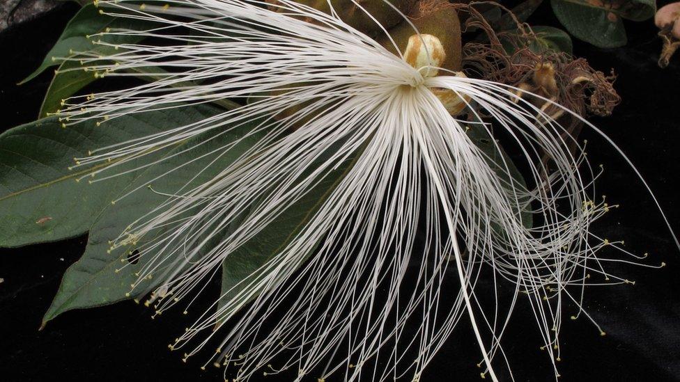 Flower in the Amazon rainforest (Image: Toby Pennington)