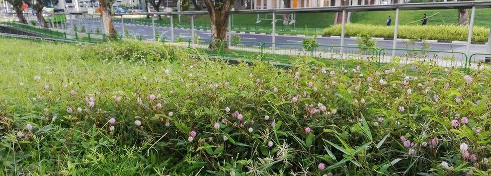 Flowers by the road in Singapore