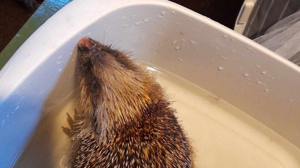 Hedgehog having a bath