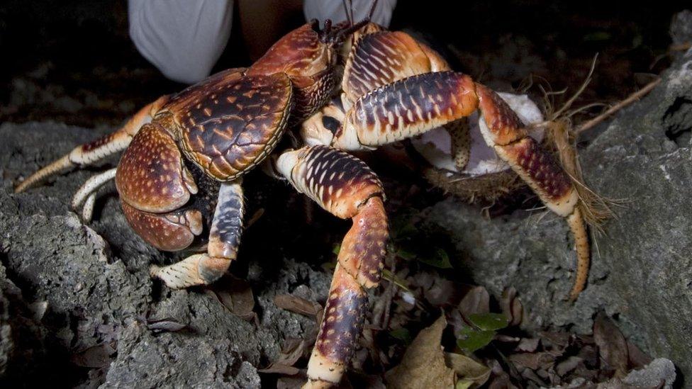 Coconut crab