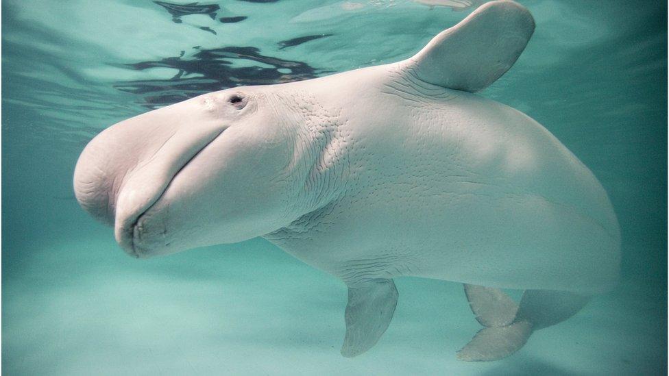 A Beluga whale