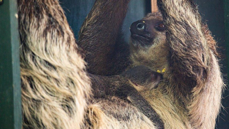 Linne's two-toed sloth