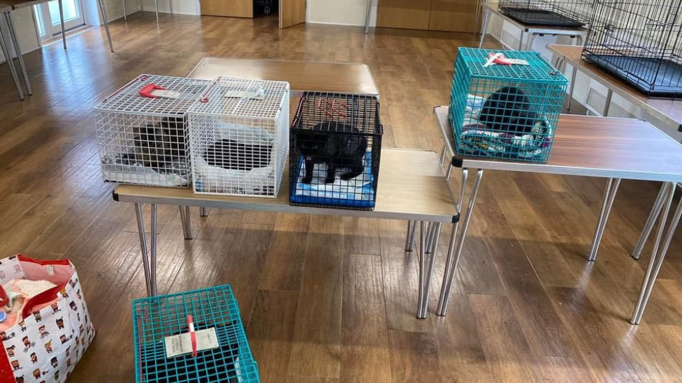 Rescue cats on a table in pet carriers