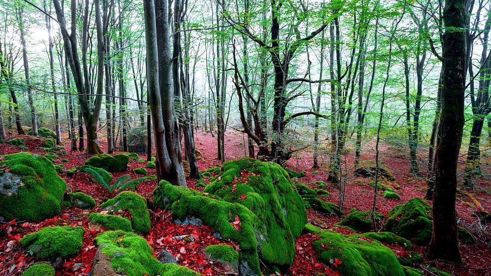 Trees at Llyn Cragnant, Snowdonia