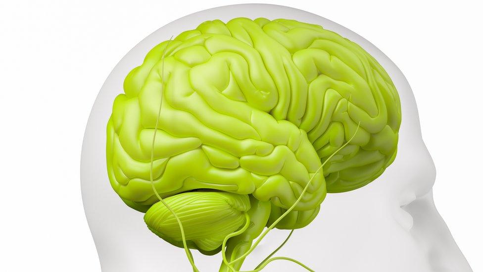 Image of brain in skull