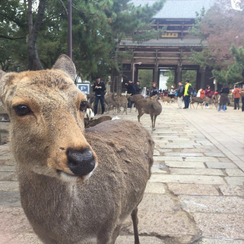 Deer in Nara