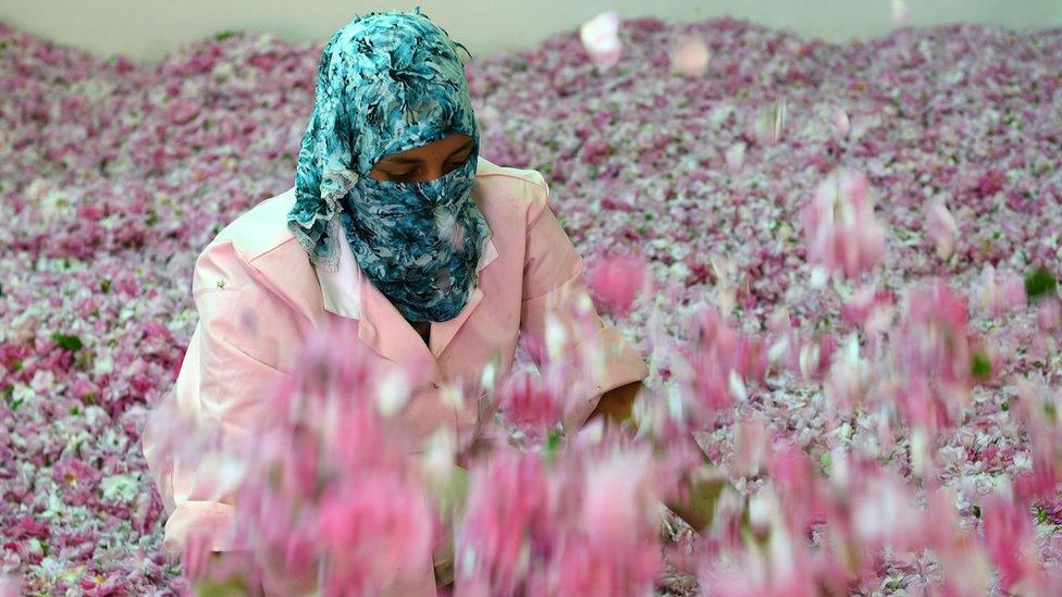 A Moroccan woman sorts Damask Roses (Rosa Damascena) buds, which are notably used to make cosmetic products, at a co-operative on May 14, 2016 outside the town of Kelaat Mgouna, at the foot of the High Atlas Mountains in Morocco