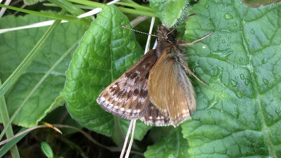 Dingy Skipper butteryfly