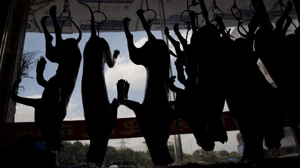 Dead dogs hanging by hooks