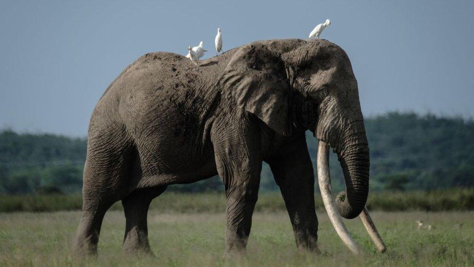 Animals including elephants are hunted for trophies to be displayed in the UK