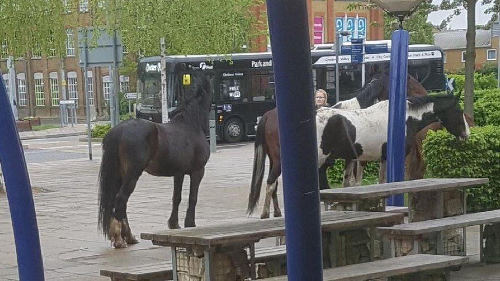 Horses in Chelmsford