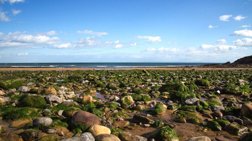 Gwymon ar daeth Bae Langland ym Mhenrhyn Gŵyr