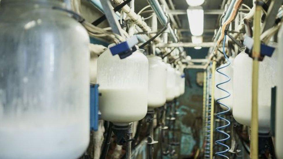 Milk production