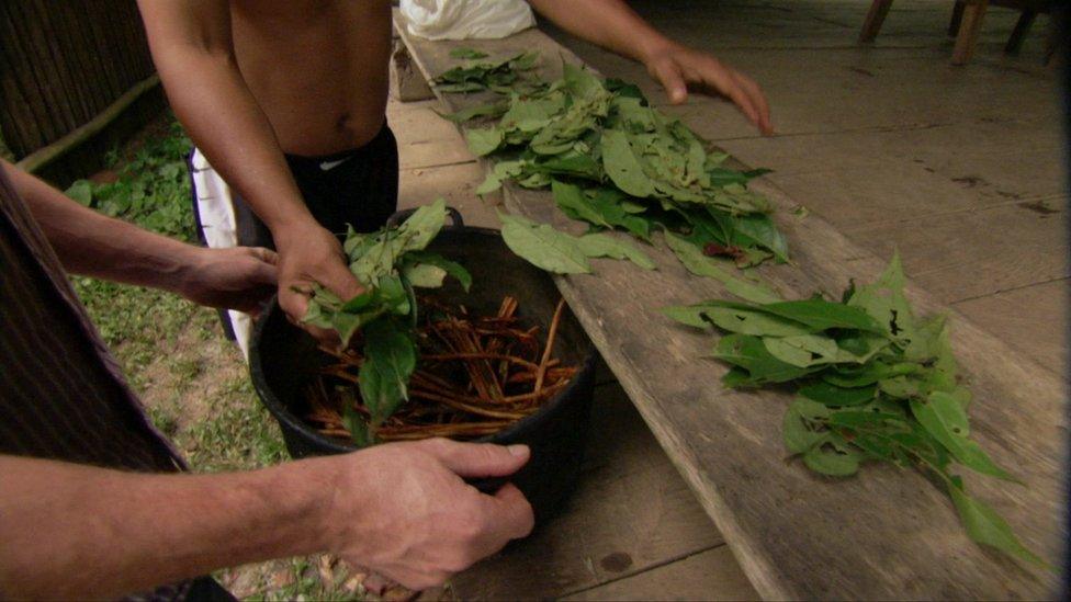 ayahuasca