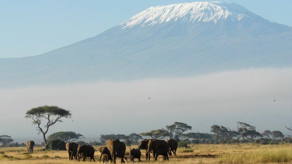 Snow-topped mountain with animals on the arid terrain in the foreground