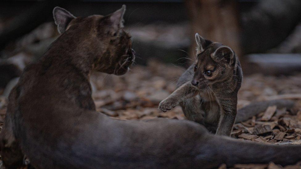 A fossa