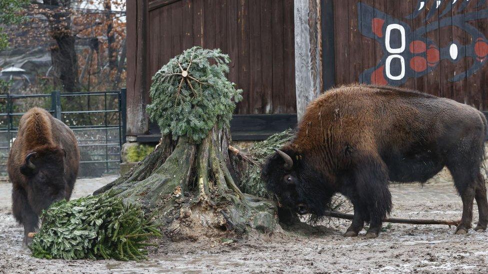 Bison eats Christmas trees