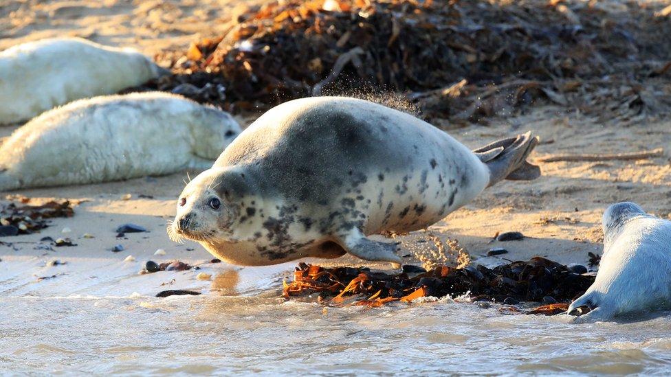 Farne Island grey seals