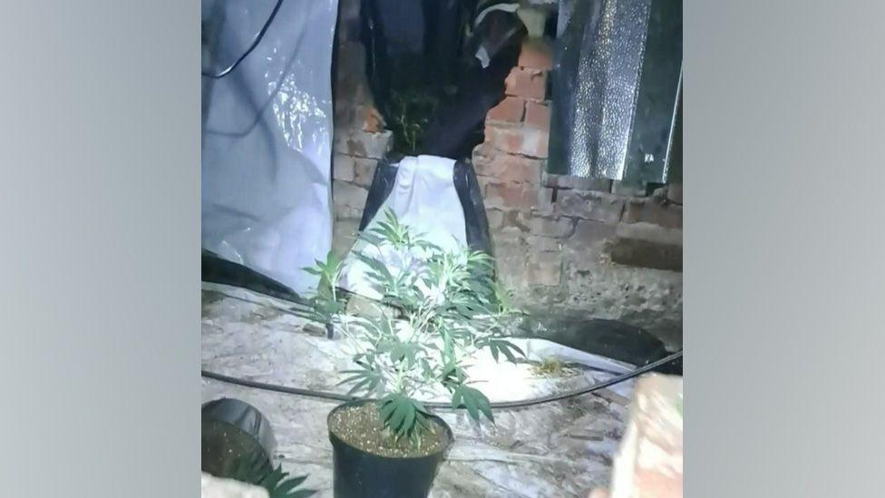 A cannabis plant in a pot on the floor. A hole in a brick wall can be seen behind it. More cannabis plants can be seen on the other side of the wall.