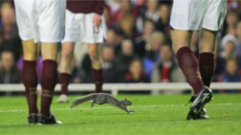 Squirrel on pitch during champions league.