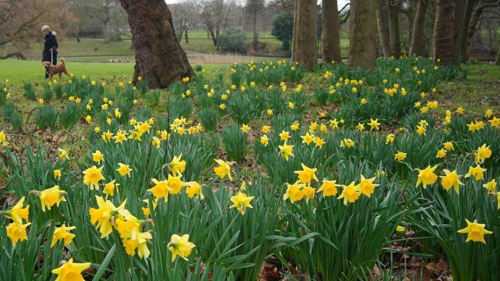 A woman walks a dog with daffodils in the foreground