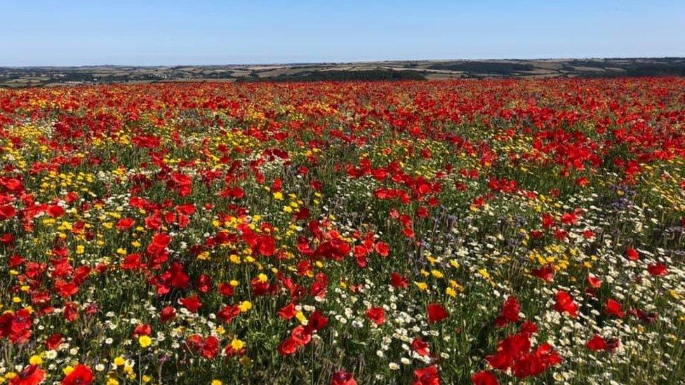 Wildflower field near Ivybridge