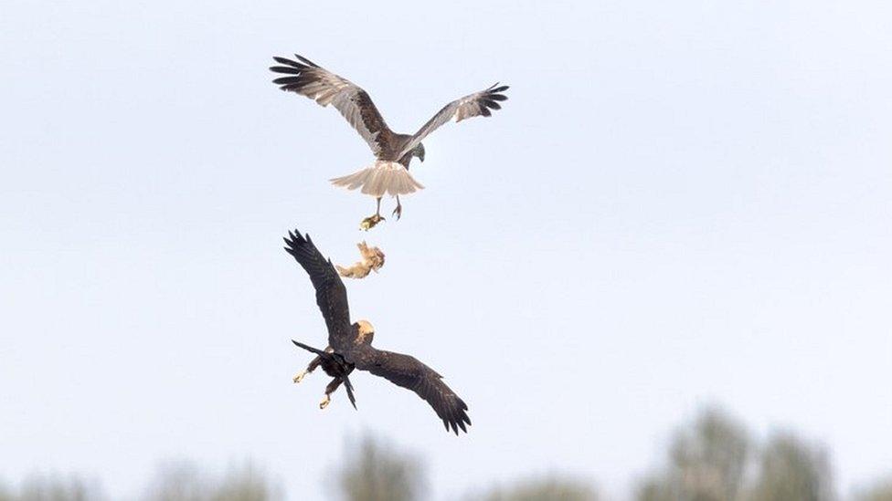 A marsh harrier male parent passing food to a juvenile