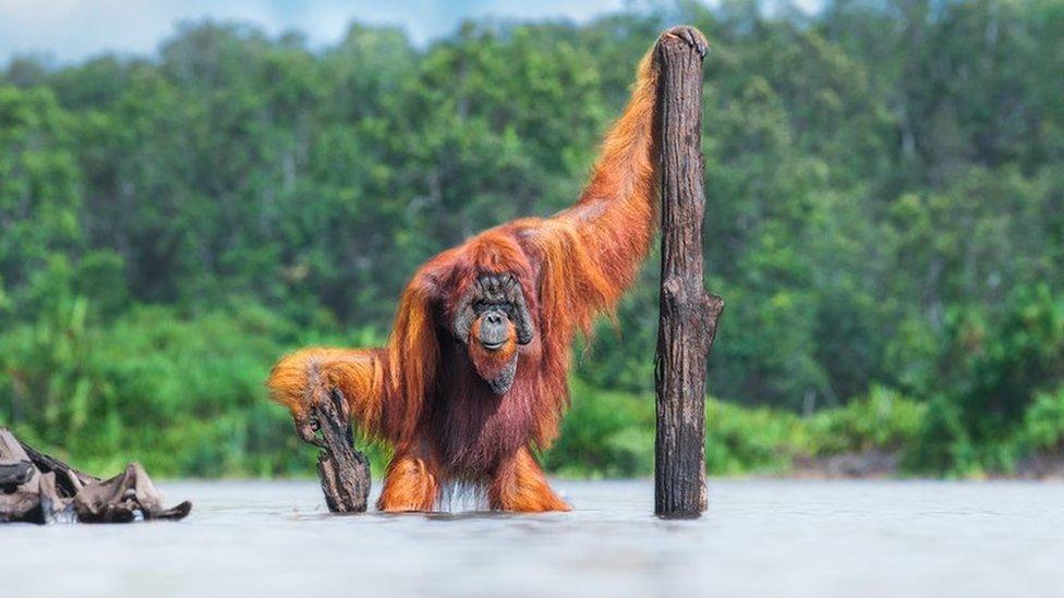 orangutan