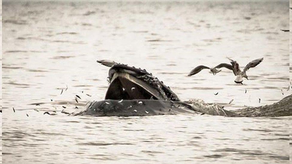 Humpback whale