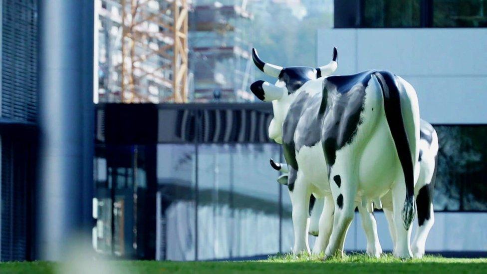 A couple of model cows at Glencore HQ in Switzerland