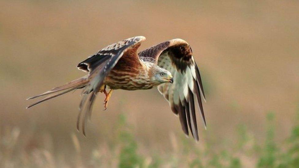 A red kite