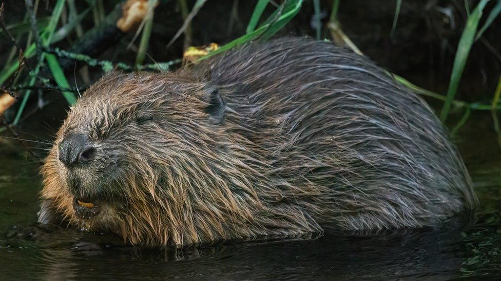 Beaver