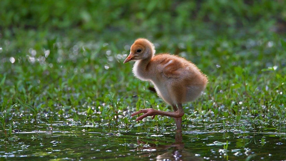 Common crane chick