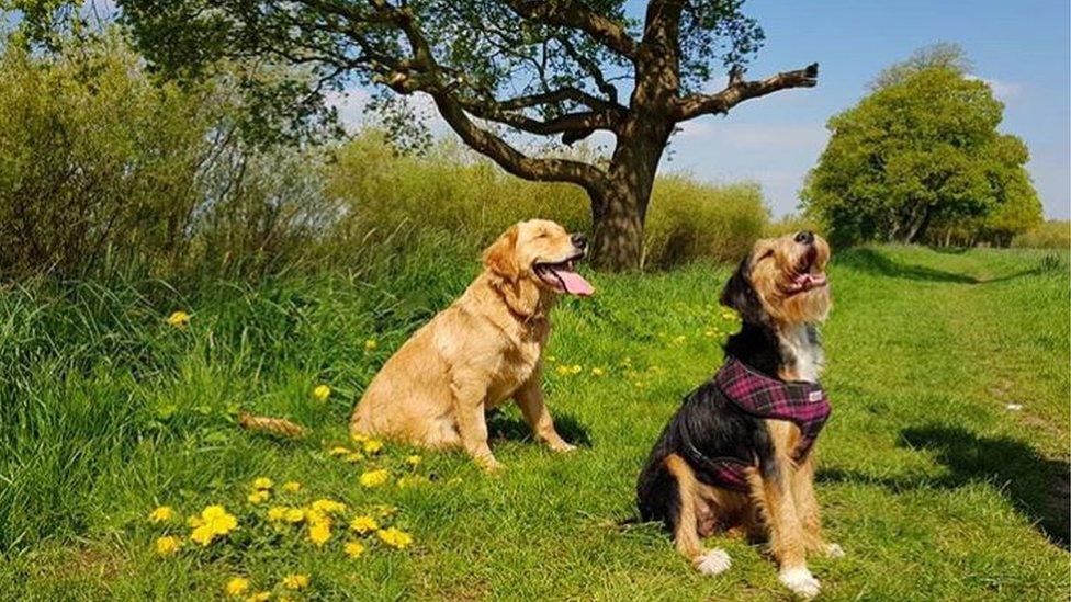 Dogs Red and Ginny soaking up the sun in Airmyn near Goole, East Yorkshire