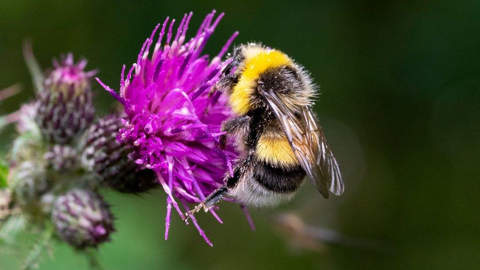 Bee on a thistle